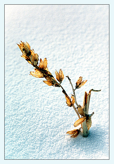 фото "Зимний цветок #3" метки: природа, пейзаж, зима, цветы