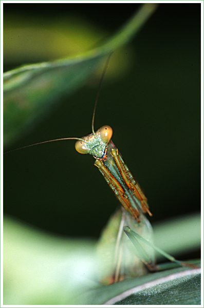 photo "Come closer..." tags: macro and close-up, nature, insect