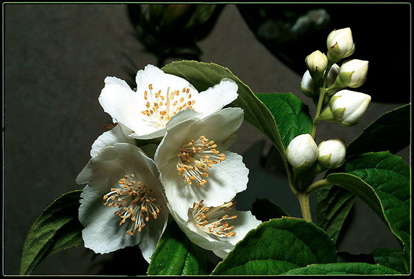 фото "Злой жасмин" метки: макро и крупный план, природа, цветы