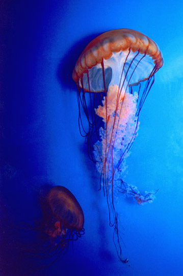 photo "Western Sea Nettles" tags: nature, 