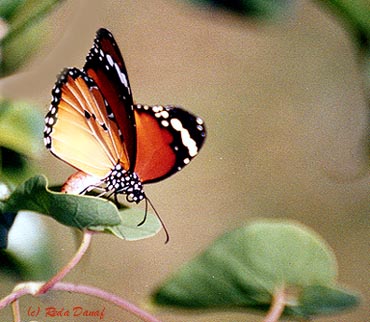 photo "Butterfly" tags: nature, insect