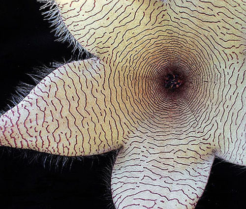 photo "Don`t  Get  Sucked  In!" tags: misc., nature, flowers