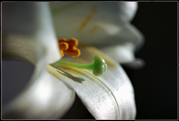 photo "***" tags: macro and close-up, nature, flowers