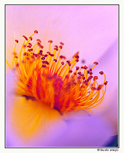 photo "Macro 2 or Dancing stamens" tags: macro and close-up, nature, flowers