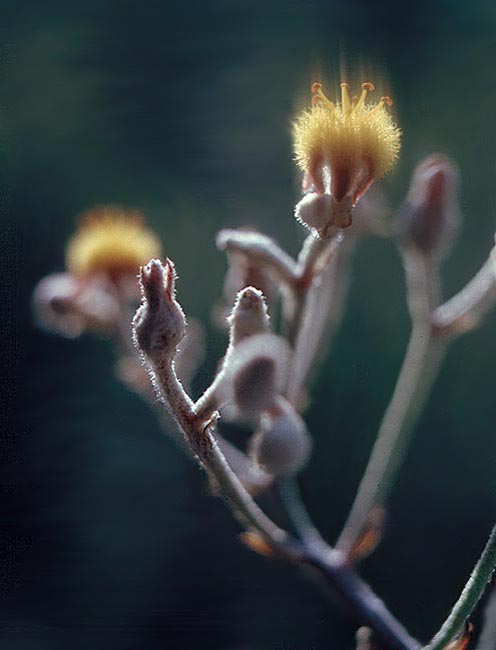 photo "Wild Flowers Aglow" tags: misc., nature, flowers