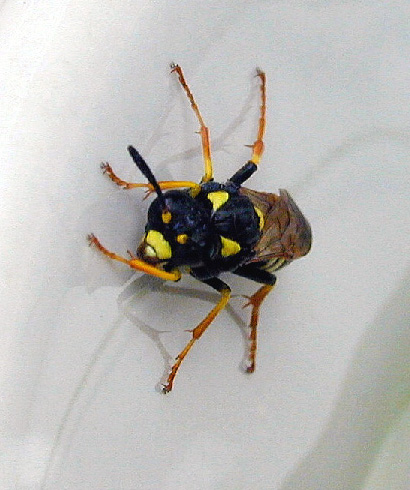 photo "Hi I am Wasp" tags: nature, insect