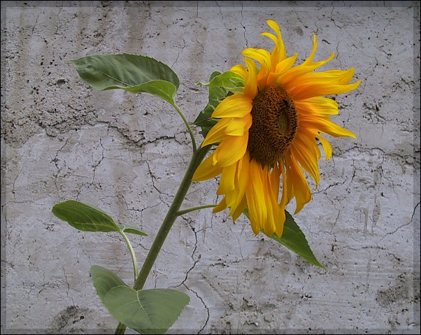 фото "Sunflower" метки: природа, цветы