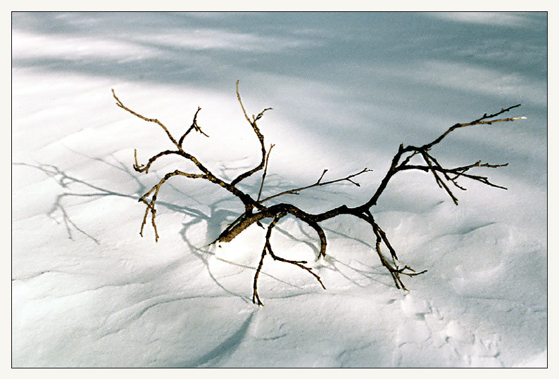 photo "Winter bush #5" tags: landscape, nature, flowers, winter