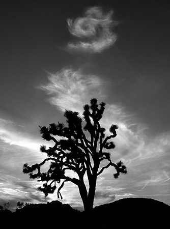 photo "Joshua Zen" tags: landscape, clouds