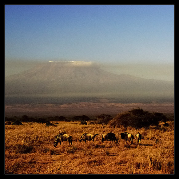 фото "Africa. Grasing at Kilimanjaro" метки: природа, путешествия, Африка, дикие животные