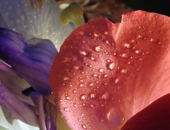 photo "Drops" tags: nature, flowers