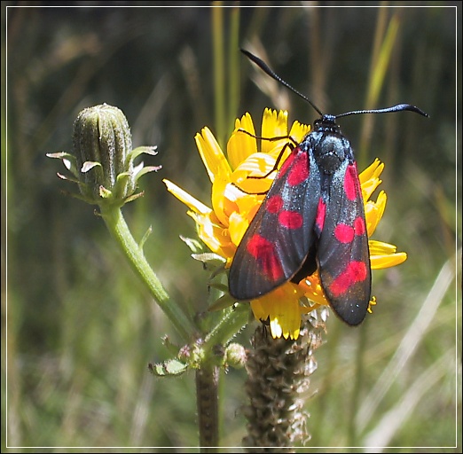 фото "Butterfly" метки: макро и крупный план, природа, насекомое