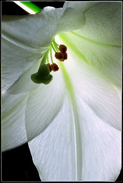 photo "Lily, as ever" tags: macro and close-up, nature, flowers