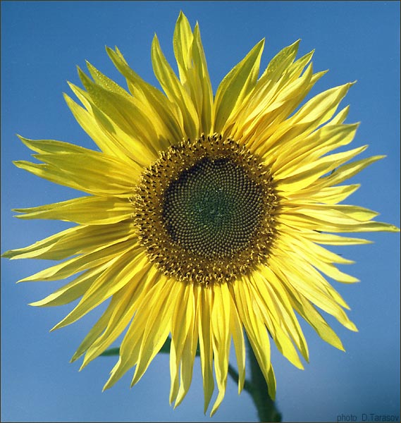 photo "Sunflower" tags: nature, flowers