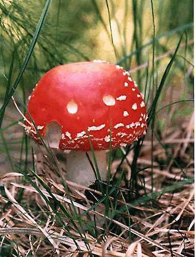 photo "Mushroom smile" tags: macro and close-up, nature, 