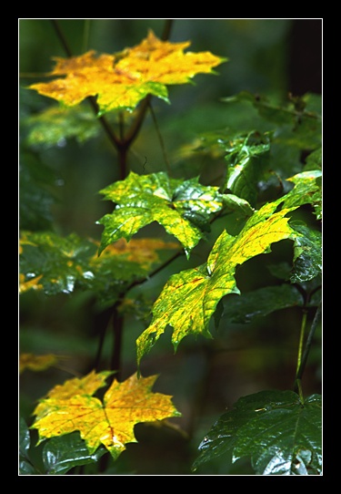 photo "Steps of wet leaves" tags: nature, 