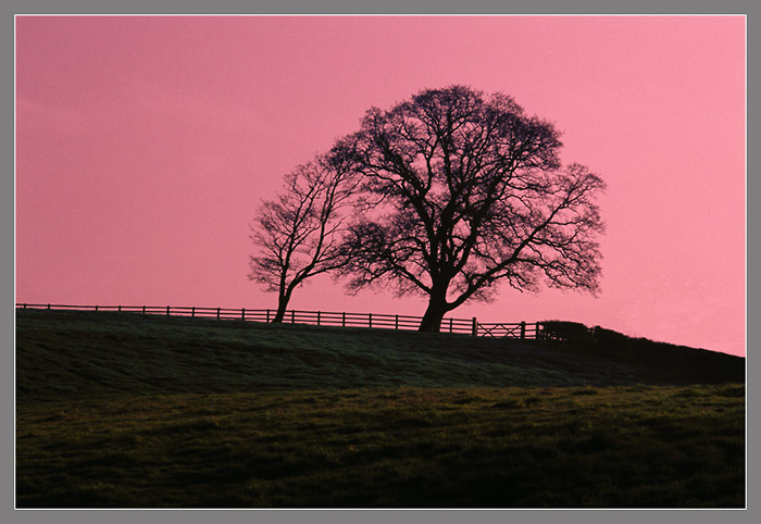 фото "Tree of daybreak" метки: пейзаж, природа, закат, цветы