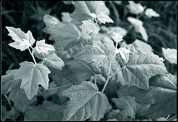 photo "nn" tags: macro and close-up, nature, flowers