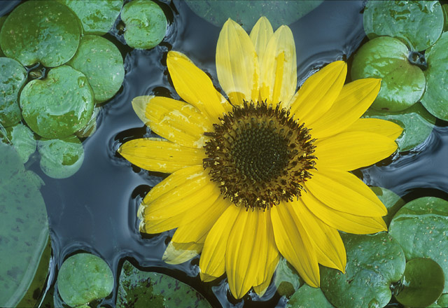 фото "Sunflower Salad" метки: натюрморт, природа, цветы