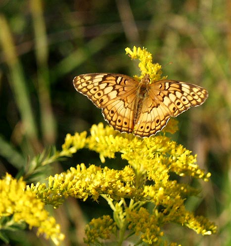 фото "Autumn Butterfly" метки: природа, насекомое, цветы