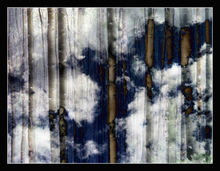 photo "Aspens Revisited" tags: abstract, montage, 