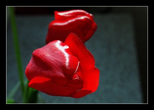 photo "I like to be close to you" tags: nature, macro and close-up, flowers