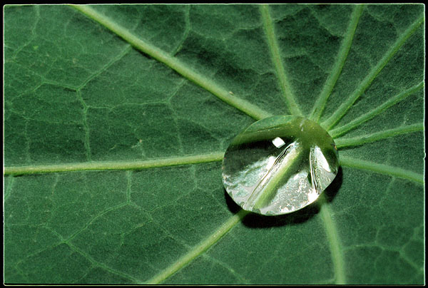 photo "Drop" tags: macro and close-up, nature, flowers