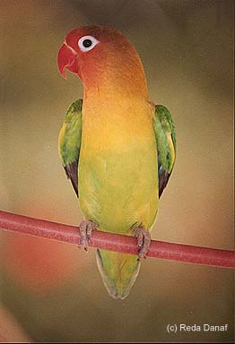 photo "Pride" tags: nature, wild animals