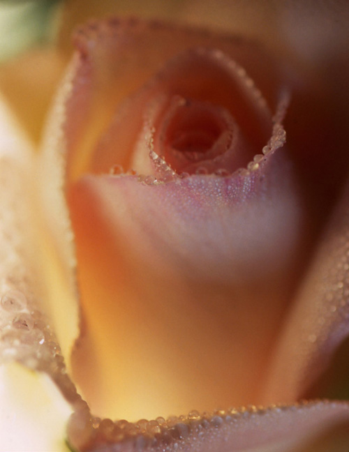 photo "Only a rose" tags: macro and close-up, nature, flowers