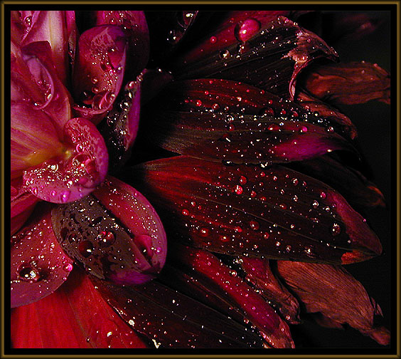 фото "Teardrops Will Kiss The Morning Dew" метки: макро и крупный план, природа, цветы