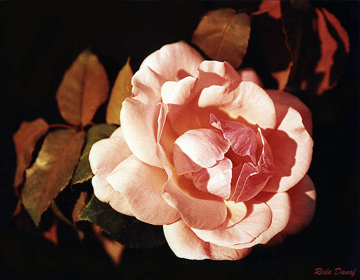 photo "A Rose" tags: nature, flowers