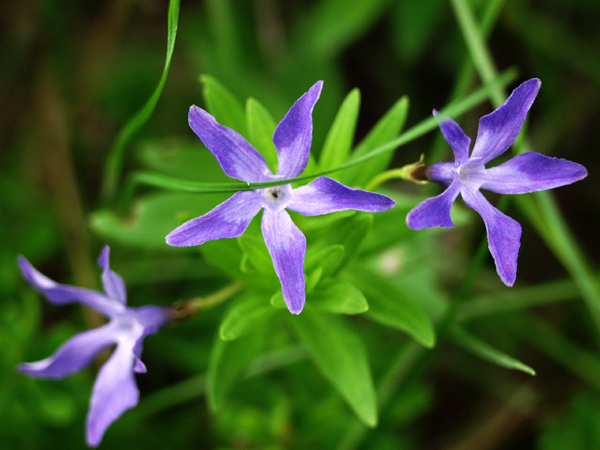 photo "Untitled photo" tags: nature, macro and close-up, flowers