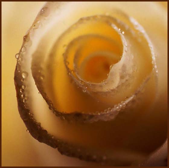 фото "Honey" метки: макро и крупный план, природа, цветы