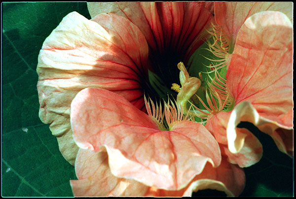 photo "Old Lady" tags: macro and close-up, nature, flowers