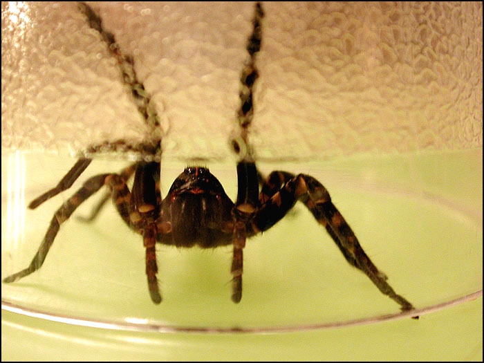 фото "Along Came A Spider...." метки: разное, 