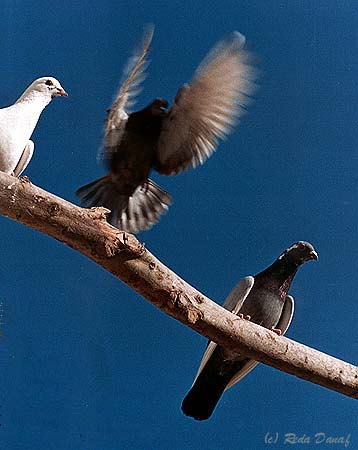 photo "Landing" tags: nature, wild animals
