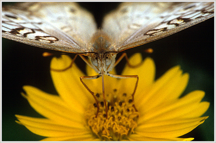 photo "White Peacock" tags: macro and close-up, travel, South America