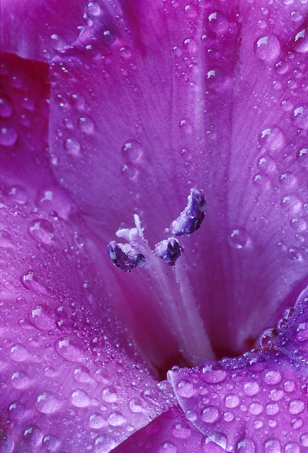 photo "Amethyst" tags: macro and close-up, nature, flowers