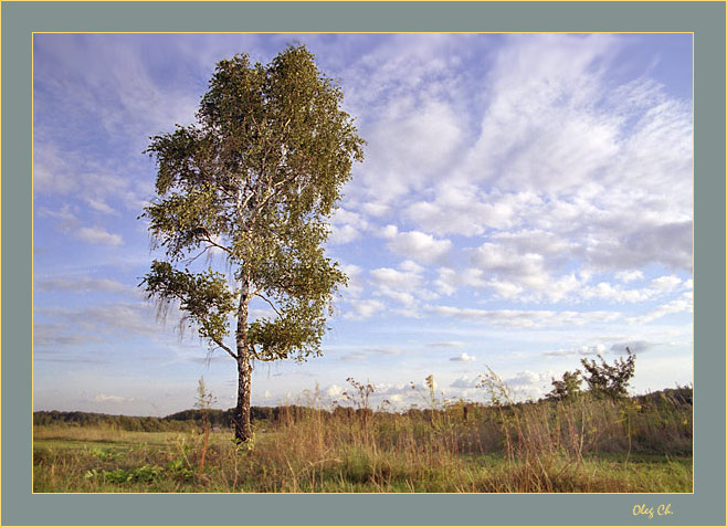 photo "A birch at the field..." tags: landscape, summer