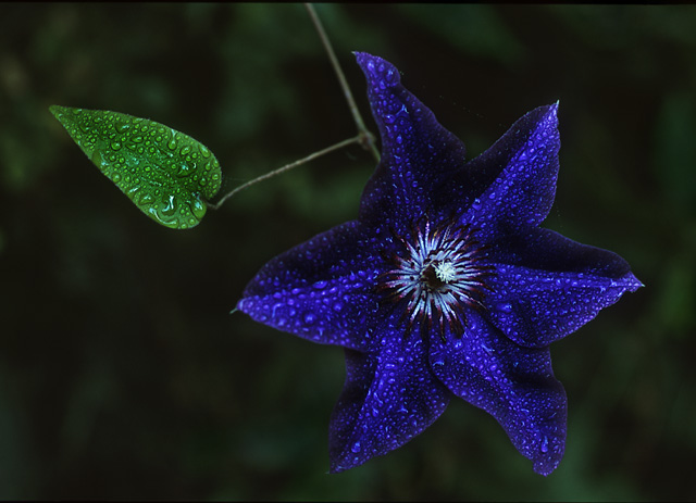 фото "Dance Of The Blue Star" метки: макро и крупный план, природа, цветы