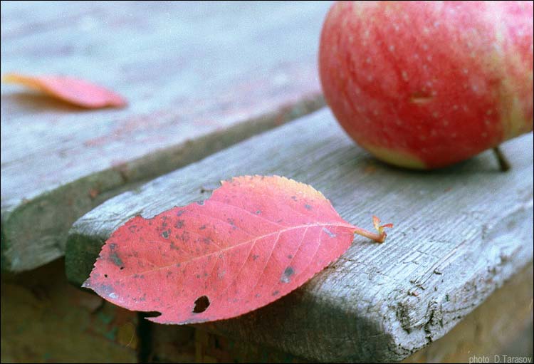 фото "Apples" метки: разное, 