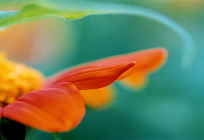 photo "Landing here .." tags: macro and close-up, nature, flowers