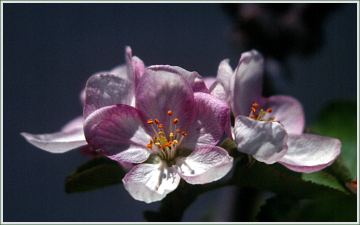 photo "Appleblossom" tags: nature, travel, South America, flowers