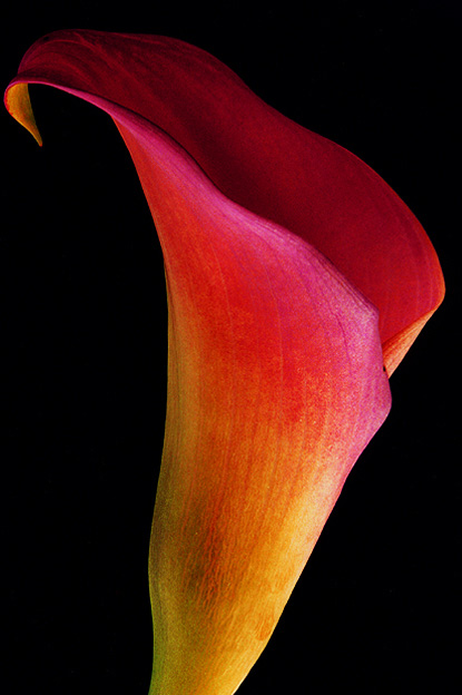 photo "Calla Cup" tags: genre, nature, flowers