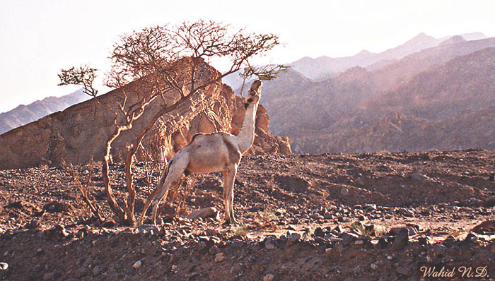 photo "Harmony" tags: landscape, travel, Africa