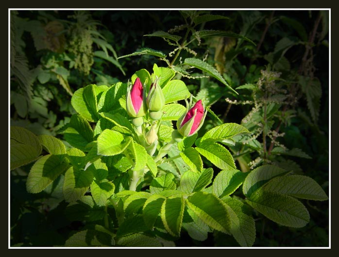 фото "Шиповник" метки: природа, макро и крупный план, цветы