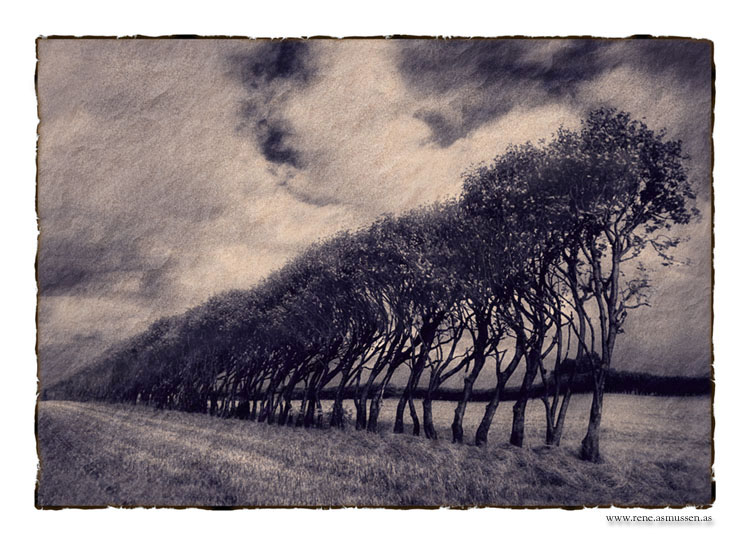 фото "Endless Trees" метки: пейзаж, лес