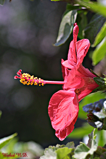 фото "Hiobiscus#2" метки: природа, цветы