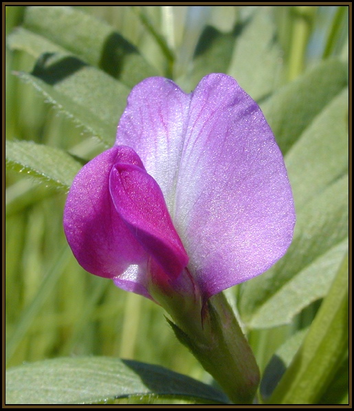 photo "Little Flower" tags: macro and close-up, nature, flowers