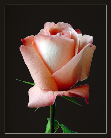 фото "Розовая роза..." метки: природа, макро и крупный план, цветы